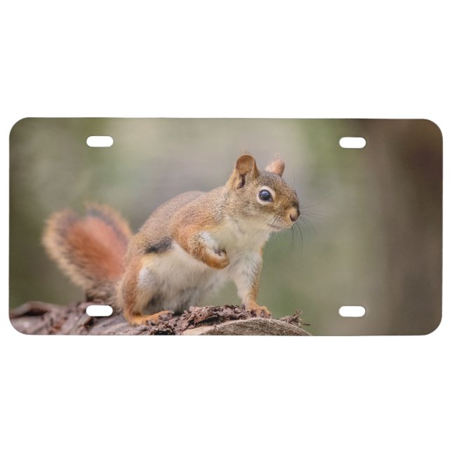 Red Squirrel License Plate (Front)
