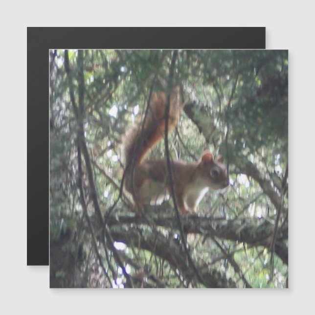 Red Squirrel Magnetic Card (Front/Back)