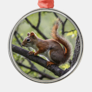 Red Squirrel Metal Ornament