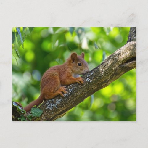 Red Squirrel on a Tree Forest Wildlife Postcard