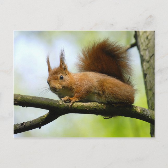 Red squirrel on branch tree postcard (Front)