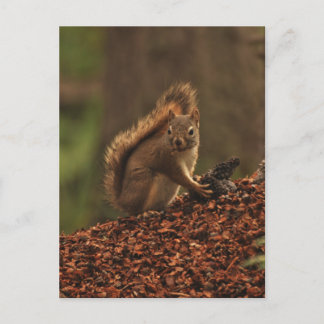 Red Squirrel on Debris Pile Postcard