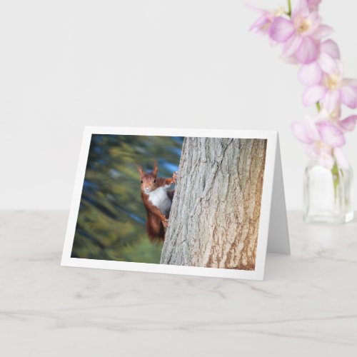 Red Squirrel on Tree Card