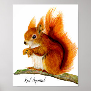 Red Squirrel Painted in Watercolor Wildlife Art Poster