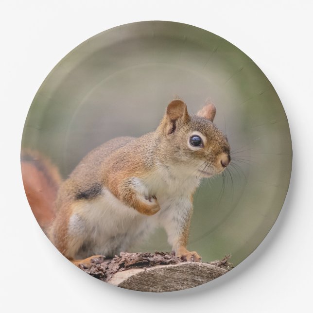Red Squirrel Paper Plates (Front)