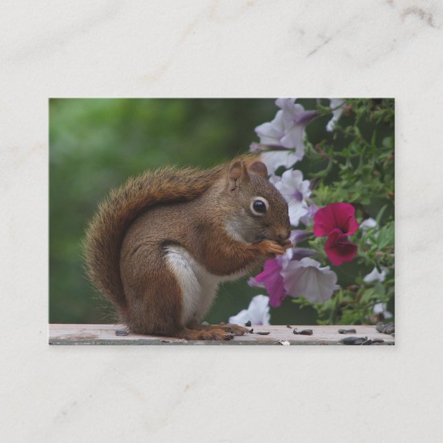 Red Squirrel & Petunias ATC Business Card (Front)
