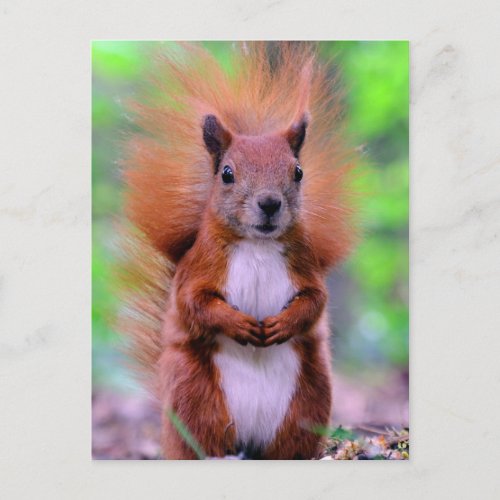 Red Squirrel Photograph Cute Postcard