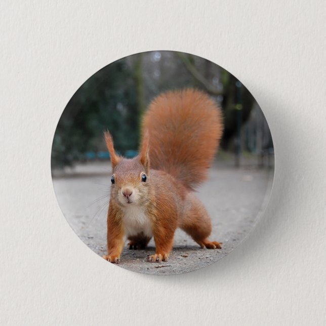 Red Squirrel Pinback Button (Front)