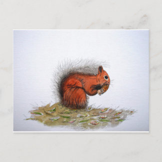 Red Squirrel pine cone Postcard