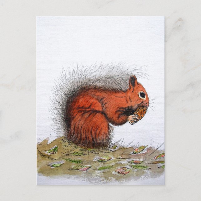 Red Squirrel pine cone Postcard (Front)