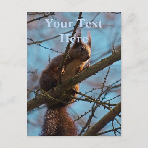 Red Squirrel  Postcard