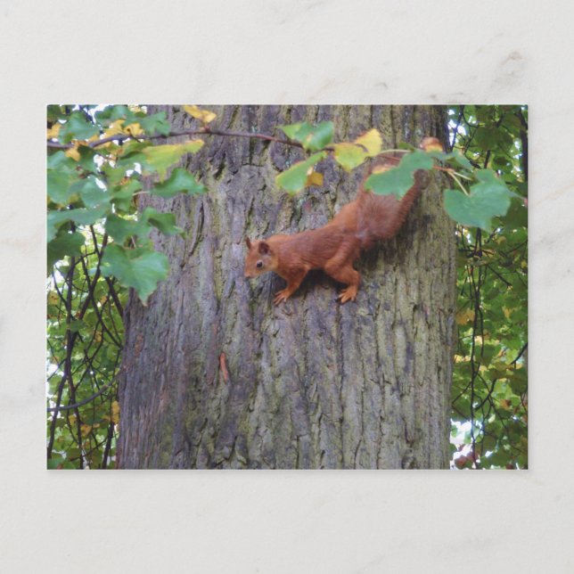 Red Squirrel Postcard (Front)