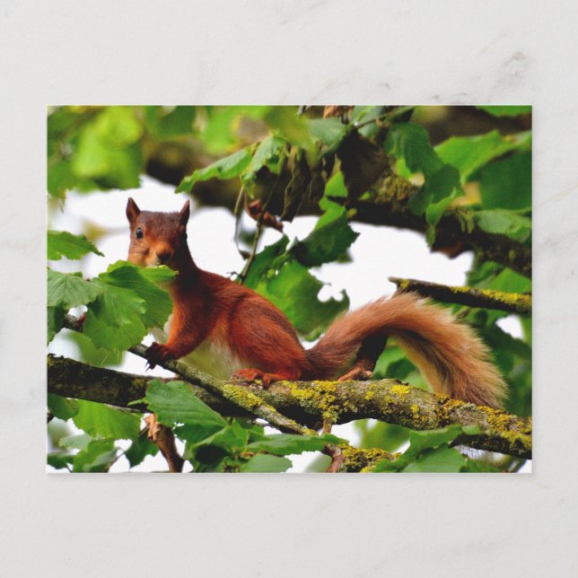 Red squirrel postcard (Front)