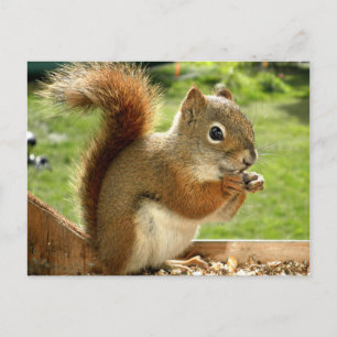Red Squirrel Postcard