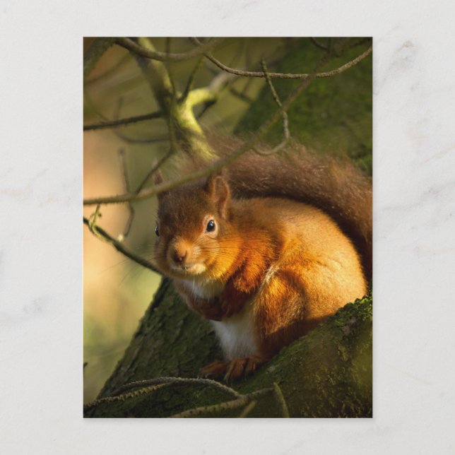 Red Squirrel Postcard (Front)
