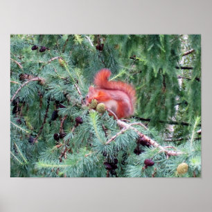 Red Squirrel  Poster