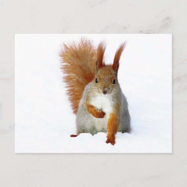 Red Squirrel sitting on snow Postcard (Front)