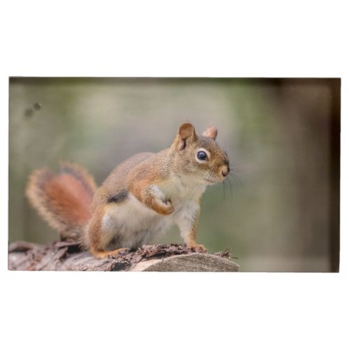 Red Squirrel Table Card Holder