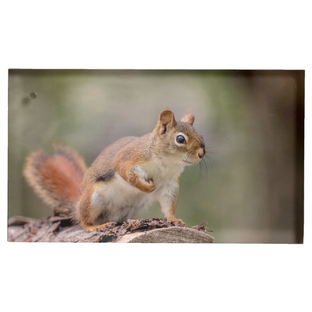 Red Squirrel Table Card Holder (Front)