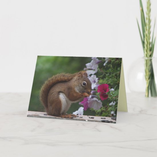 Red Squirrel Thinking of You Card