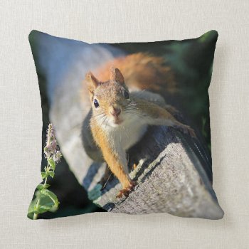 Red Squirrel Throw Pillow by backyardwonders at Zazzle