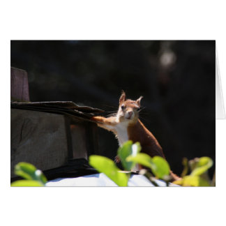 Red Squirrel, Tresco Cards