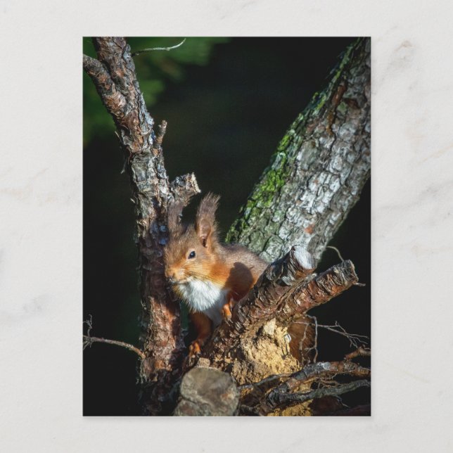 Red Squirrel Up A Tree Postcard (Front)