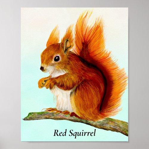 Red Squirrel Watercolor Painting Poster