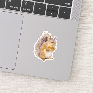 Red squirrel watercolor painting sticker