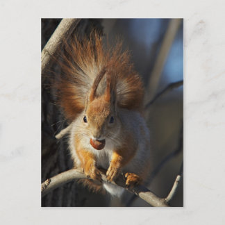Red Squirrel with a Hazelnut Postcard