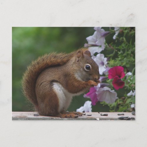 Red Squirrel with Petunias Postcard