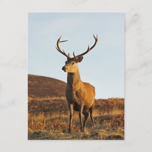 Red Stag Postcard (Front)