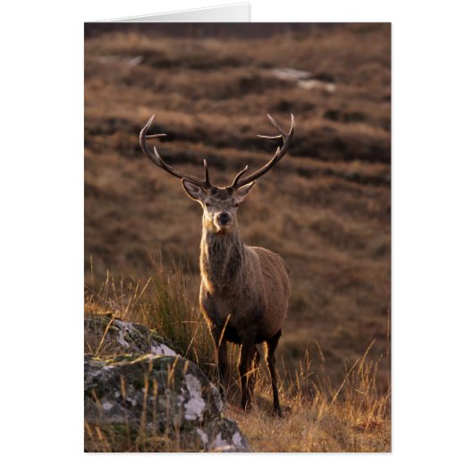 Red Stags Card (Front)