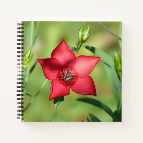 Red Star Flower Green Foliage Notebook