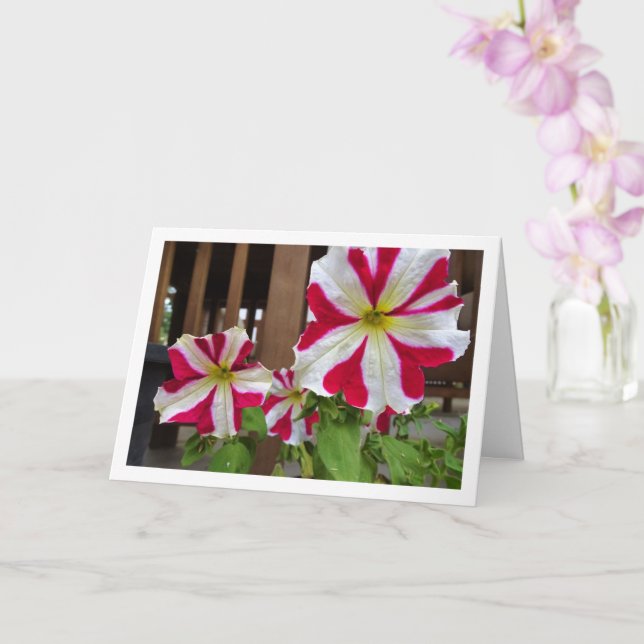 Red Star Petunia Flowers Card (Orchid)