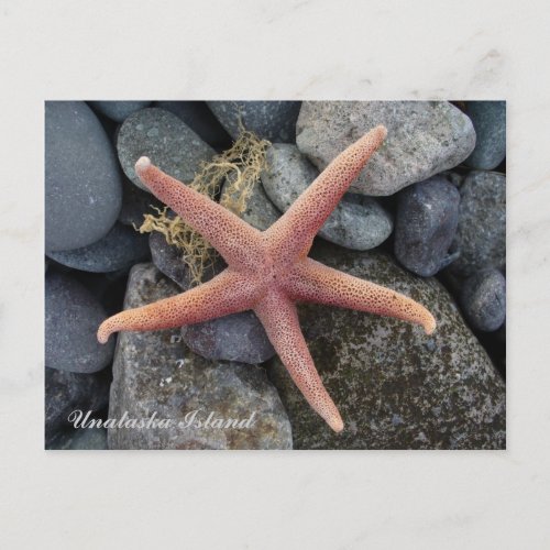 Red Starfish Unalaska Island Postcard