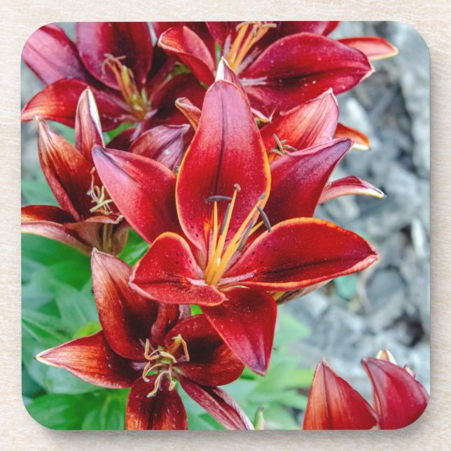 Red Stargazer Lily Beverage Coaster (Front)