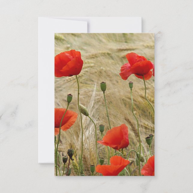 red summer flower (Front)