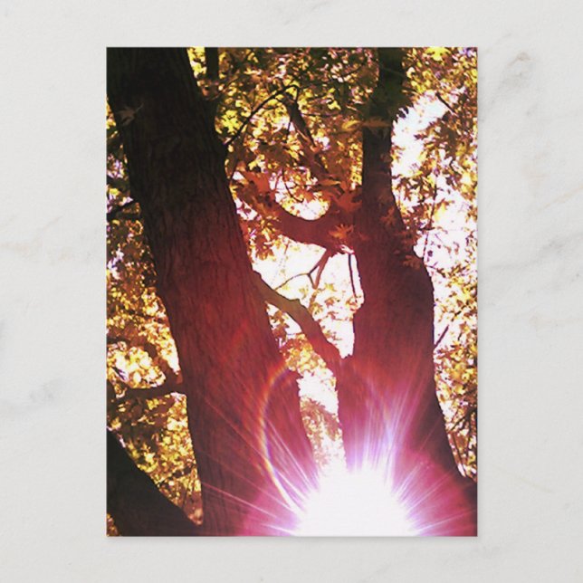 Red Sun Glare Postcard (Front)