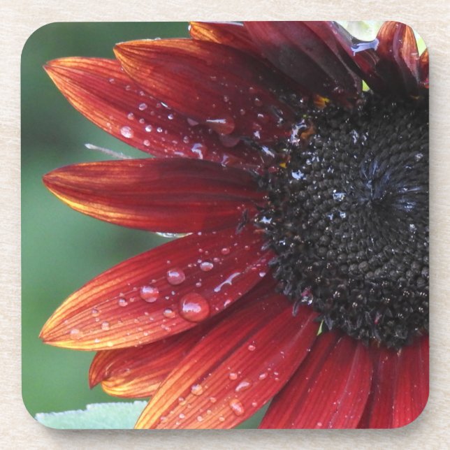 Red Sunflower Petals And Rain Drops Drink Coaster (Front)