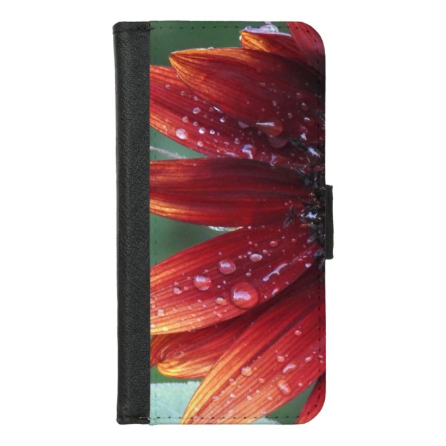 Red Sunflower Petals And Rain Drops  iPhone Wallet Case (Front)