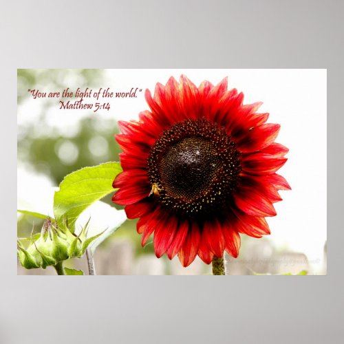 Red Sunflower Poster with Matthew 514 Bible Verse
