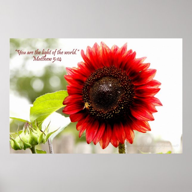 Red Sunflower Poster with Matthew 5:14 Bible Verse (Front)