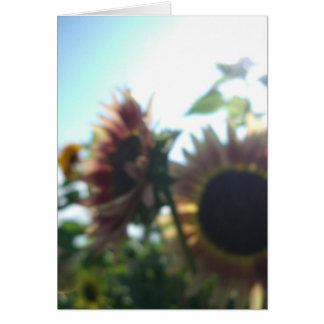 Red sunflowers on a sunny day cards