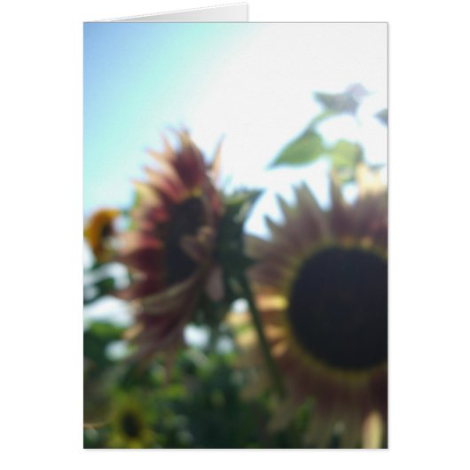 Red sunflowers on a sunny day cards (Front)