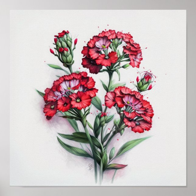 Red Sweet William Flower Art Print Poster (Front)