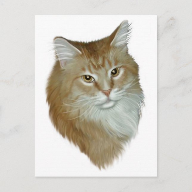Red Tabby Maine Coon Postcard (Front)