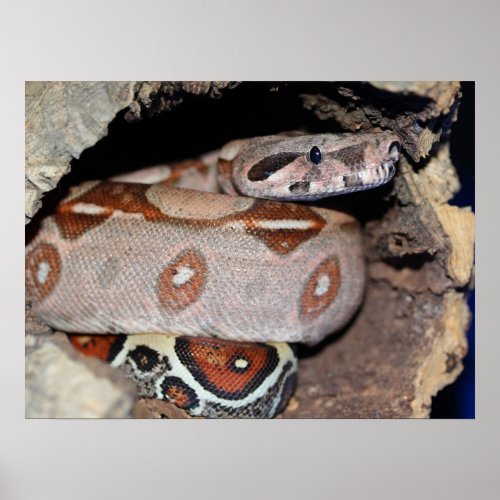 Red Tail Boa Constrictor Poster