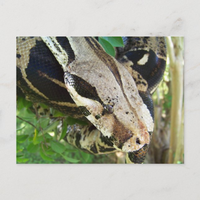 Red Tail Boa Postcard (Front)