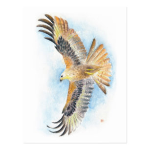 Red Tailed Hawk Gifts On Zazzle